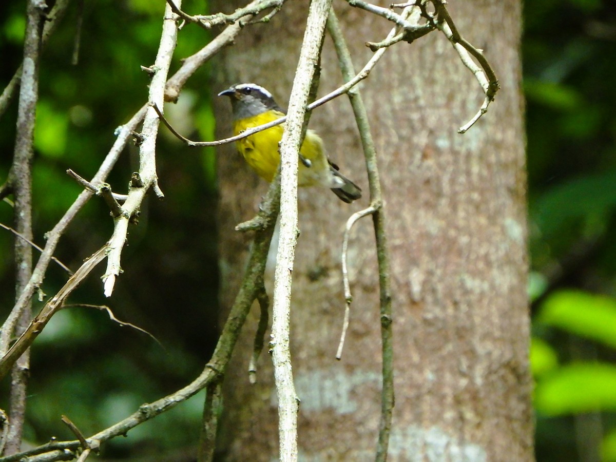 Bananaquit - Edouard Paiva