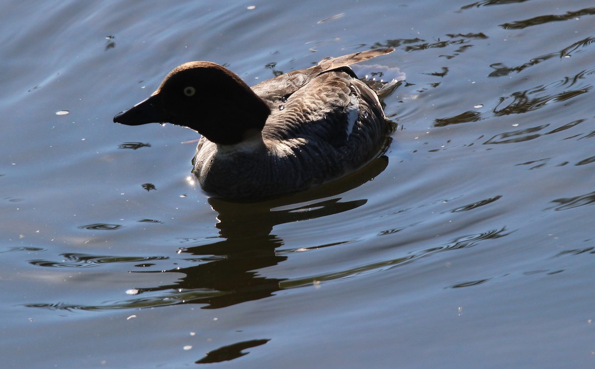 Common Goldeneye - ML620760639