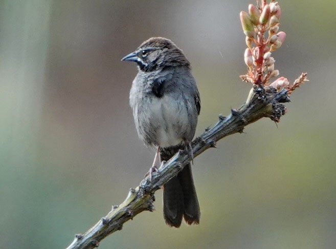 Five-striped Sparrow - ML620760642