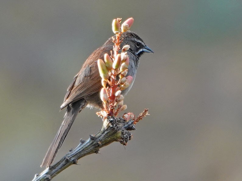 Five-striped Sparrow - ML620760645