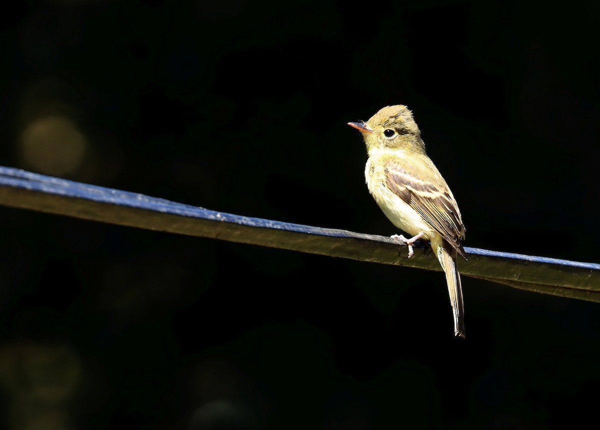 Western Flycatcher - ML620760657