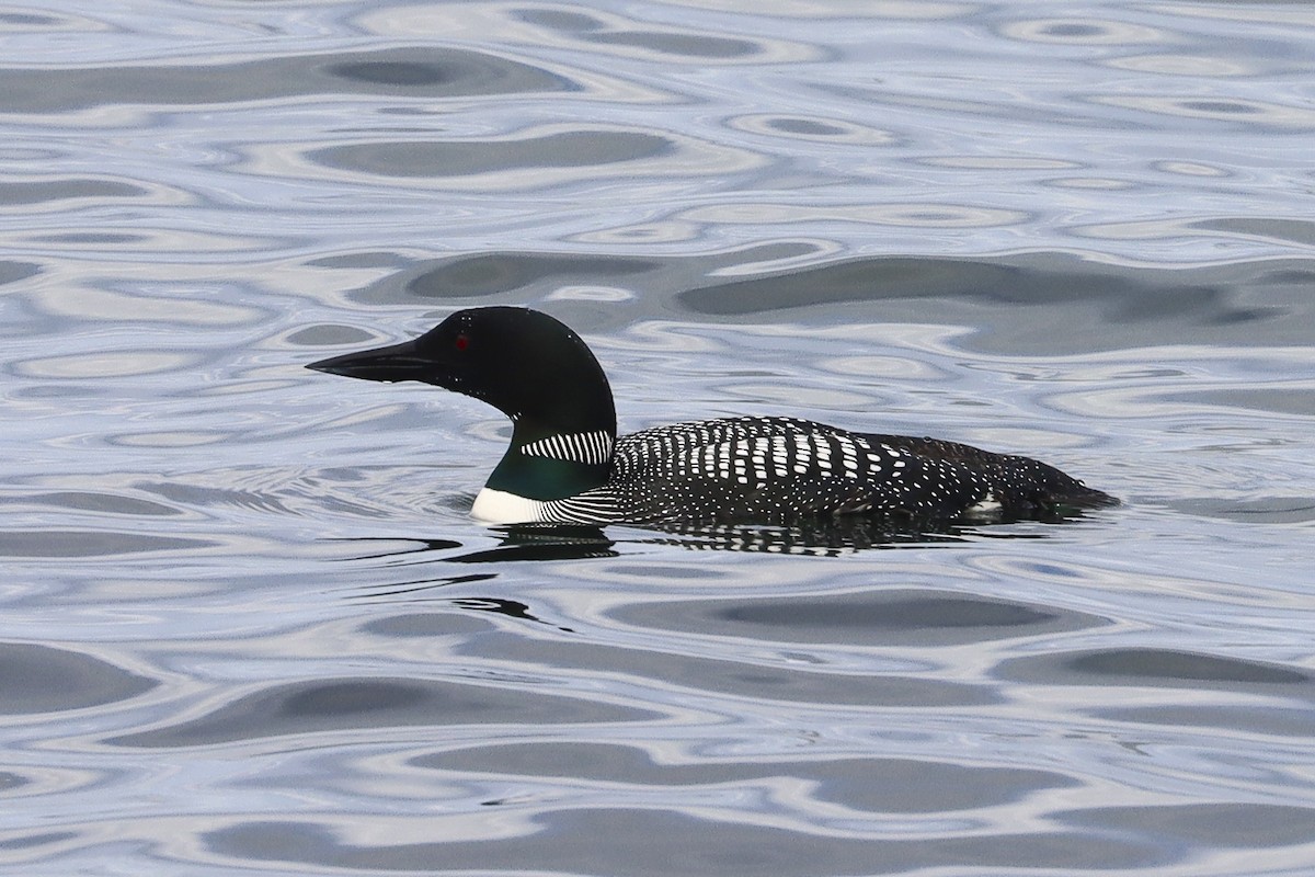 Common Loon - ML620760659