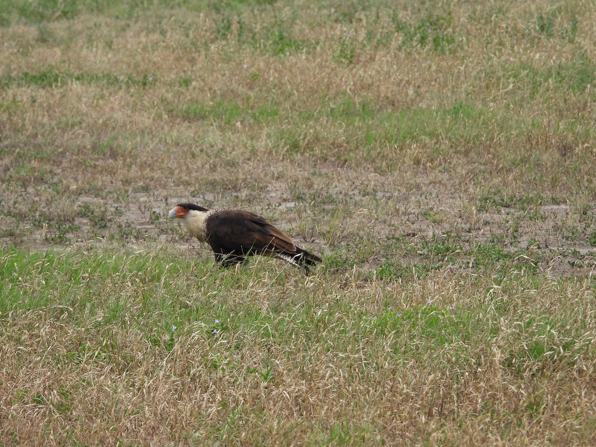 Caracara Carancho - ML620760666