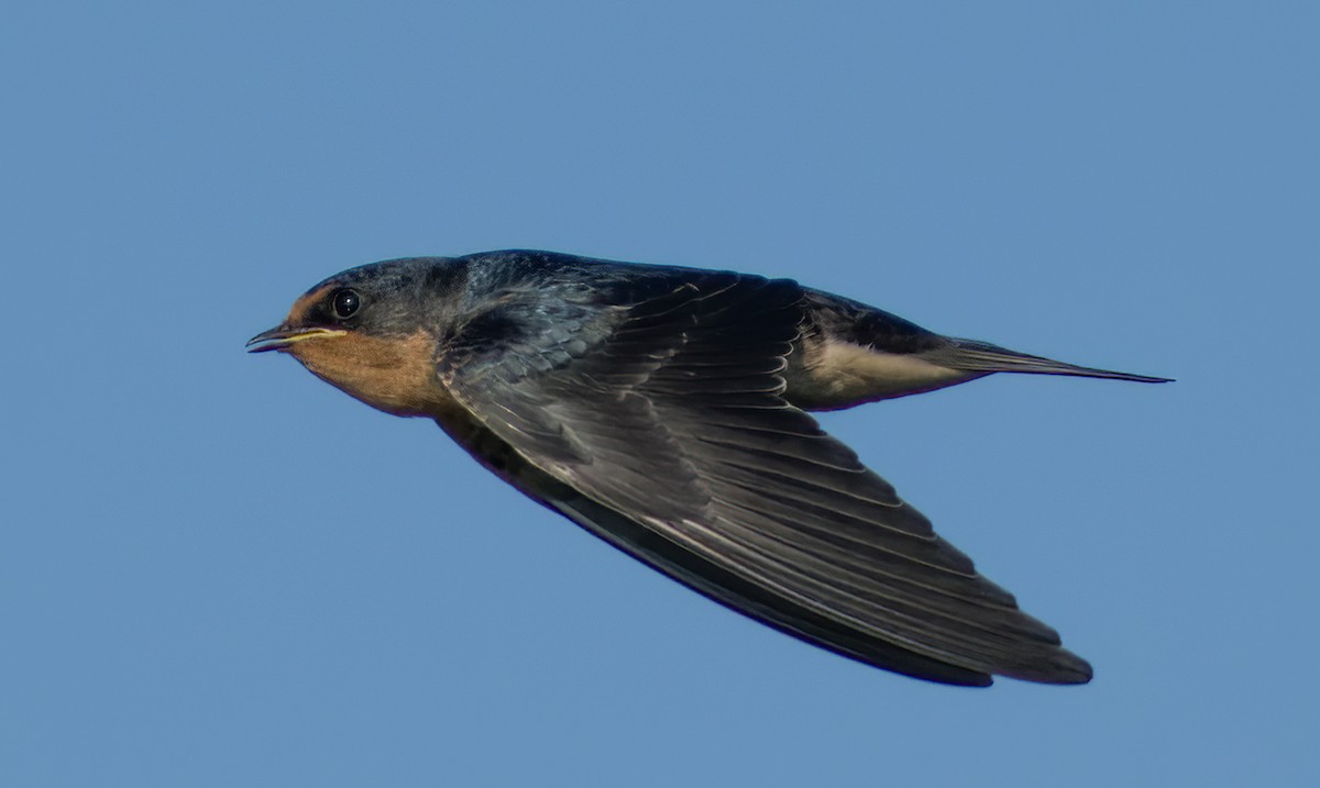 Barn Swallow - A Birder
