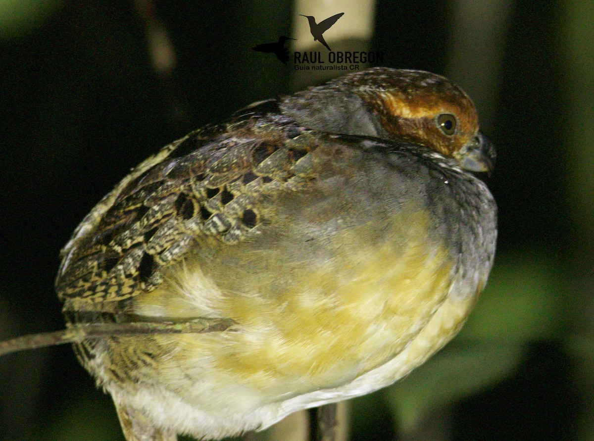 Tawny-faced Quail - ML620760674