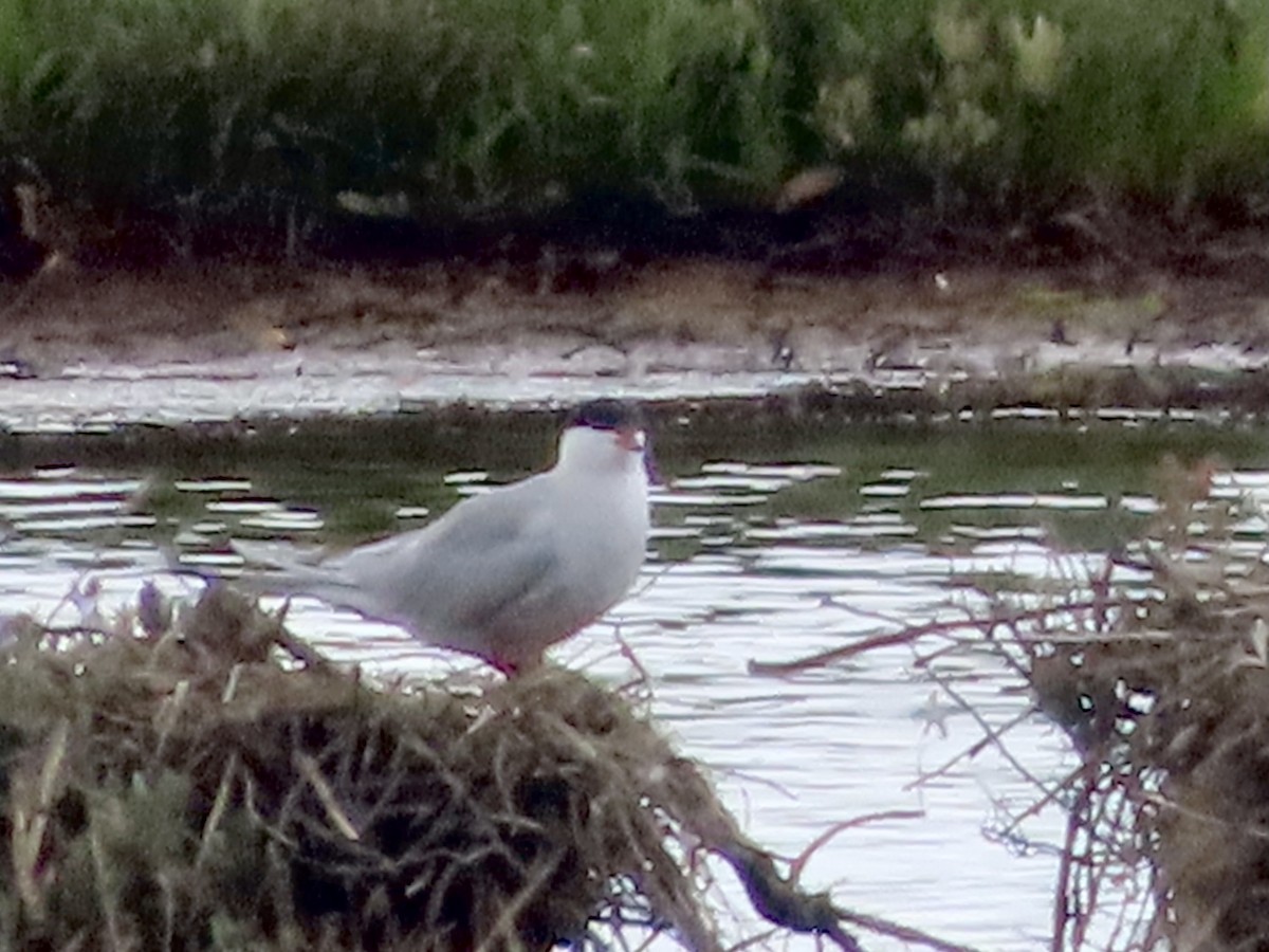 Common Tern - ML620760682