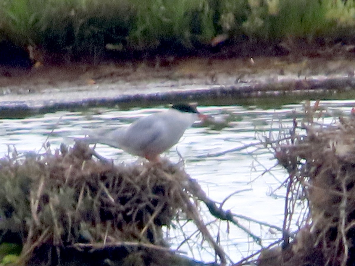 Common Tern - ML620760683