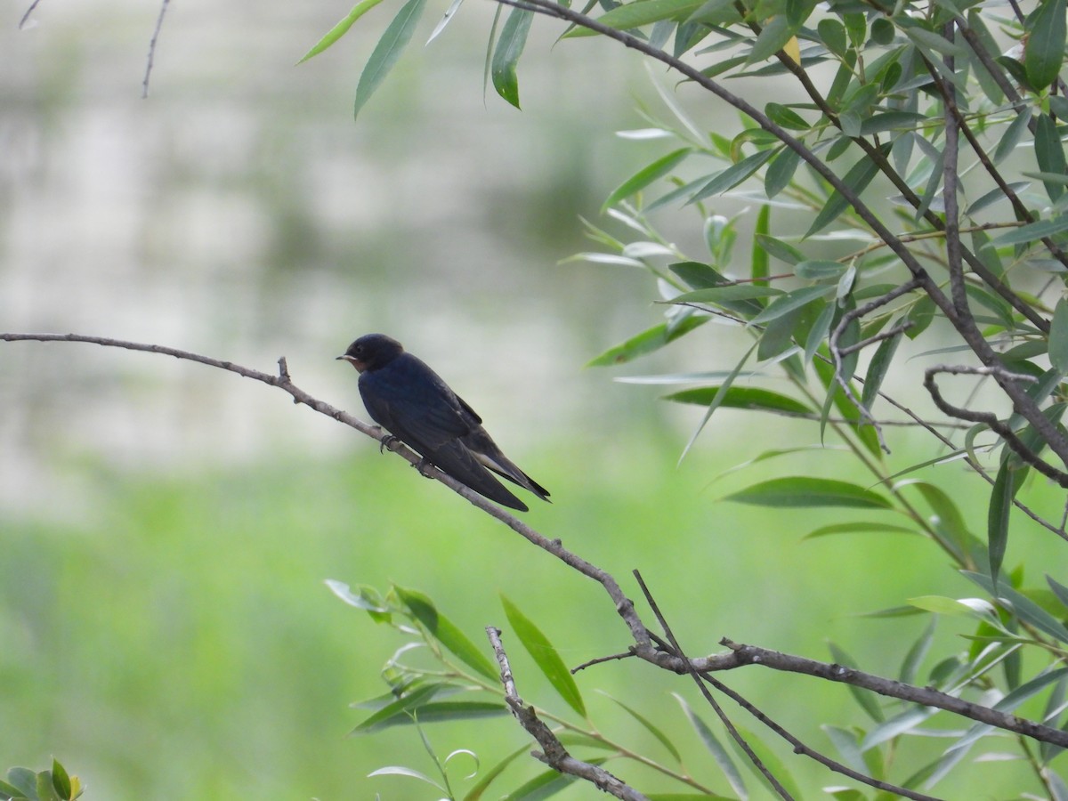 Barn Swallow - ML620760684