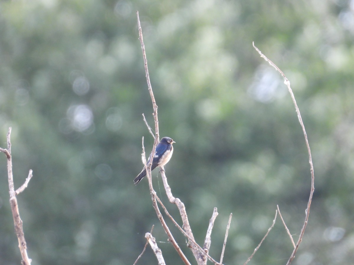 Barn Swallow - ML620760685