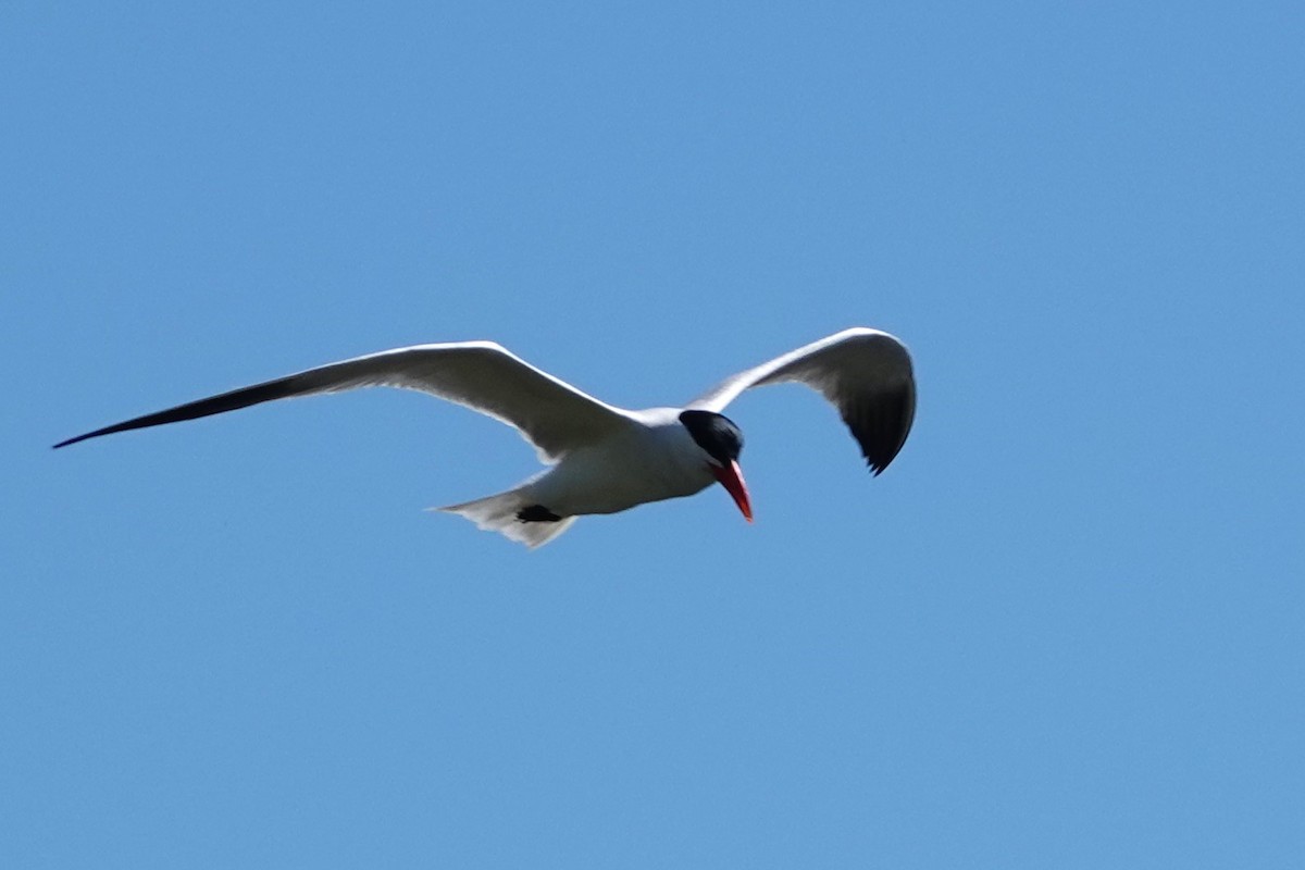 Caspian Tern - ML620760687