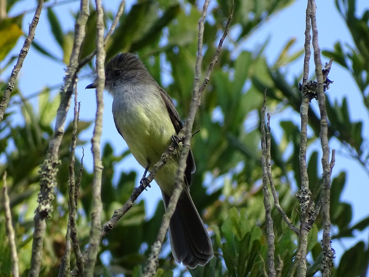 tanımsız Myiarchus sp. - ML620760689