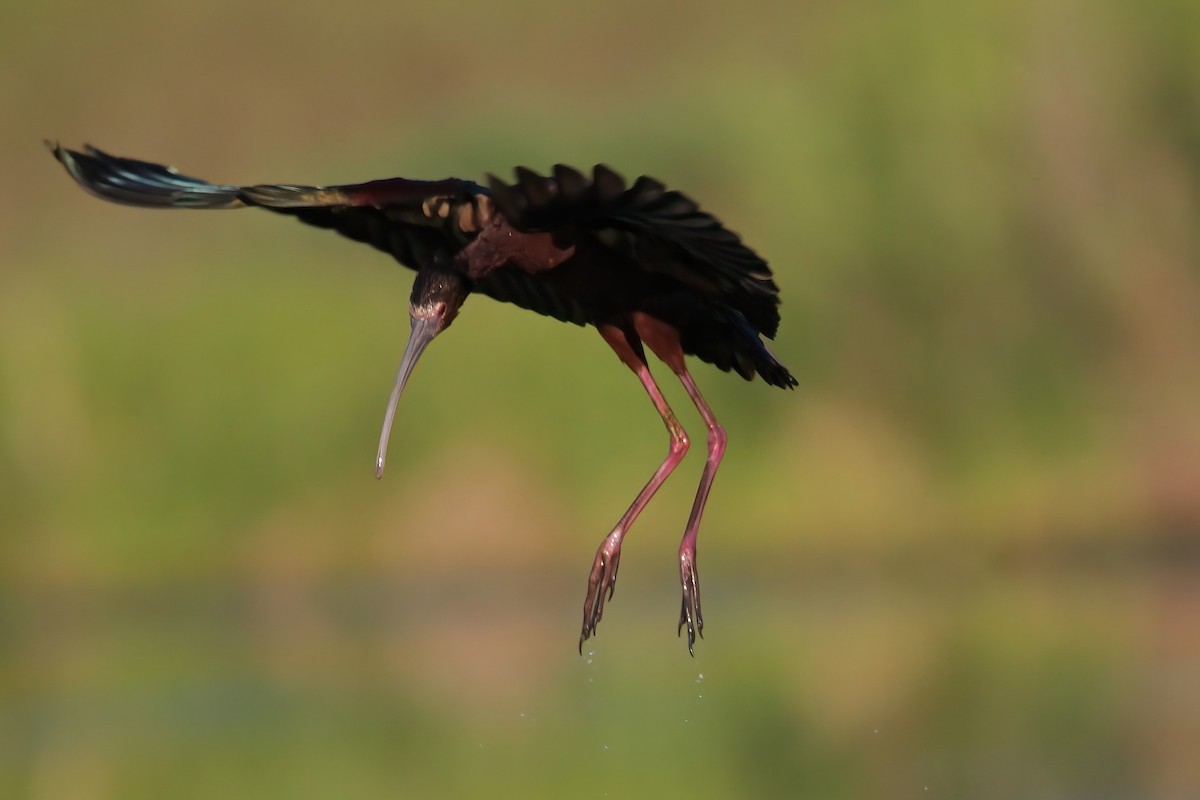White-faced Ibis - Don Cassidy