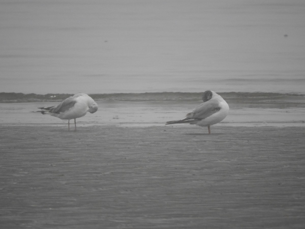 Bonaparte's Gull - ML620760697