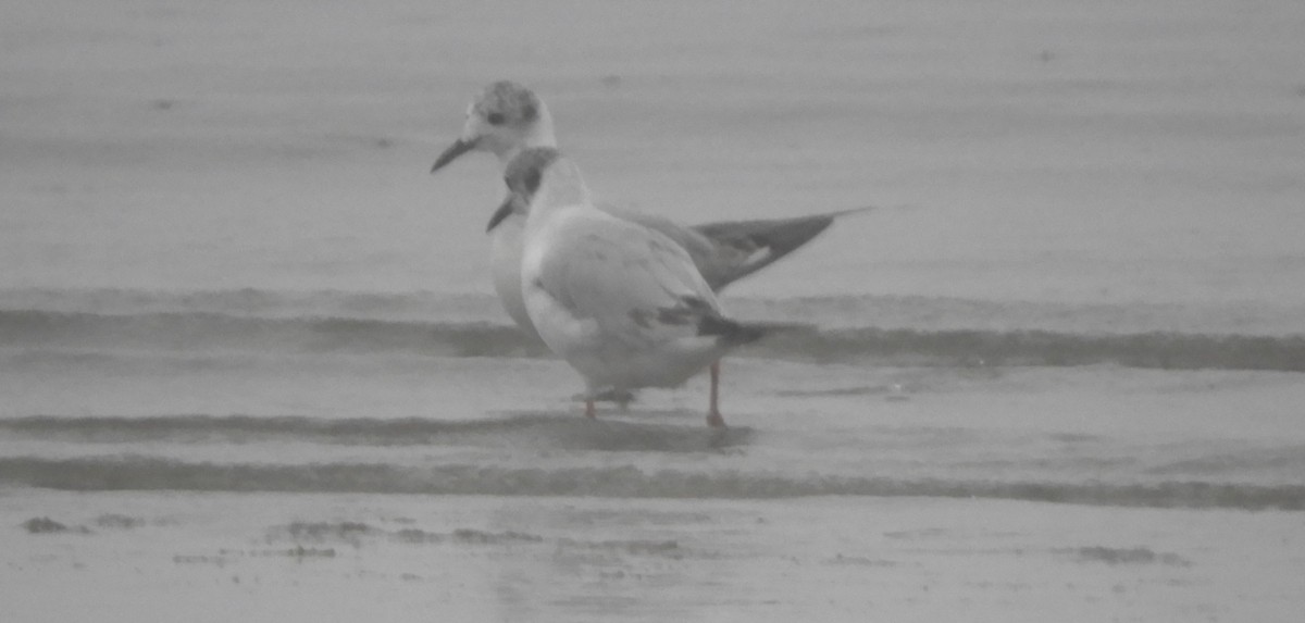 Bonaparte's Gull - ML620760699