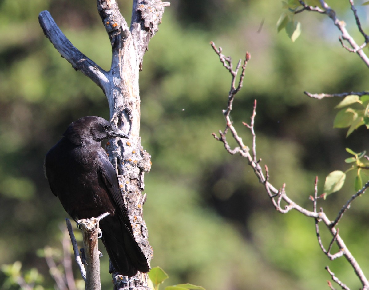 American Crow - ML620760707