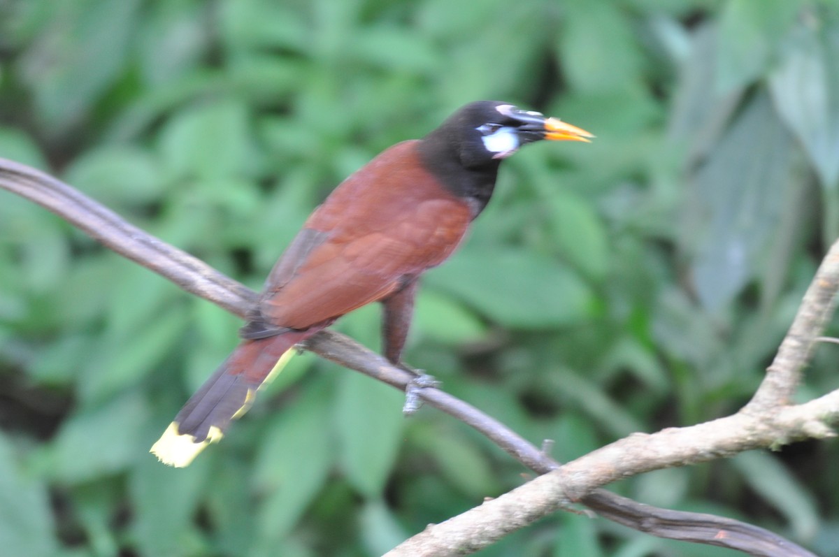 Montezuma Oropendola - ML620760708