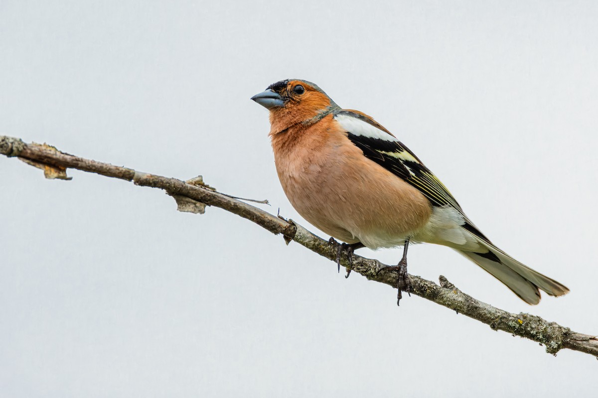 Common Chaffinch - ML620760712