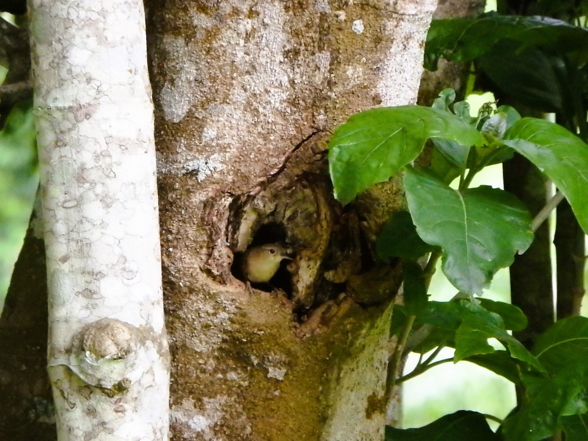 House Wren - ML620760713