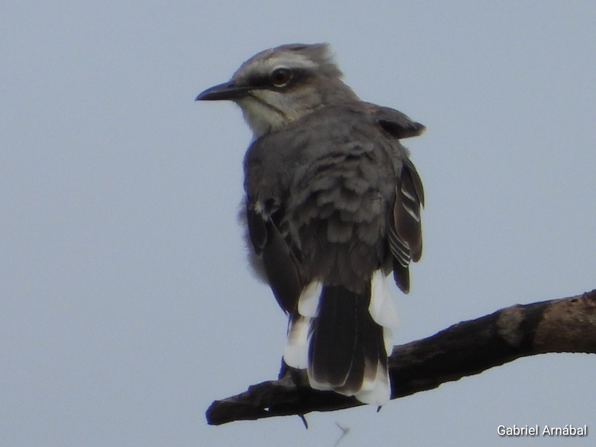 Tropical Mockingbird - ML620760719