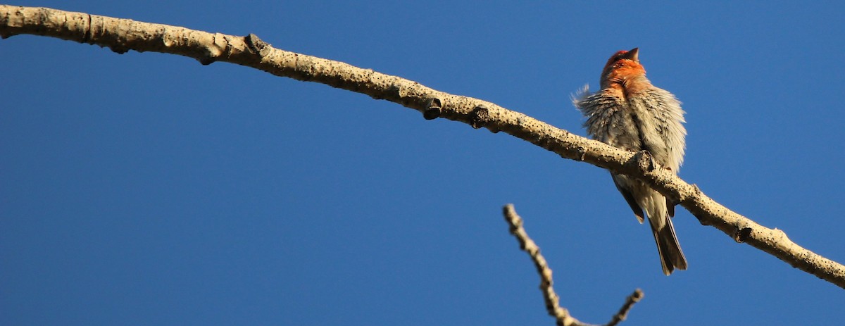 House Finch - ML620760724