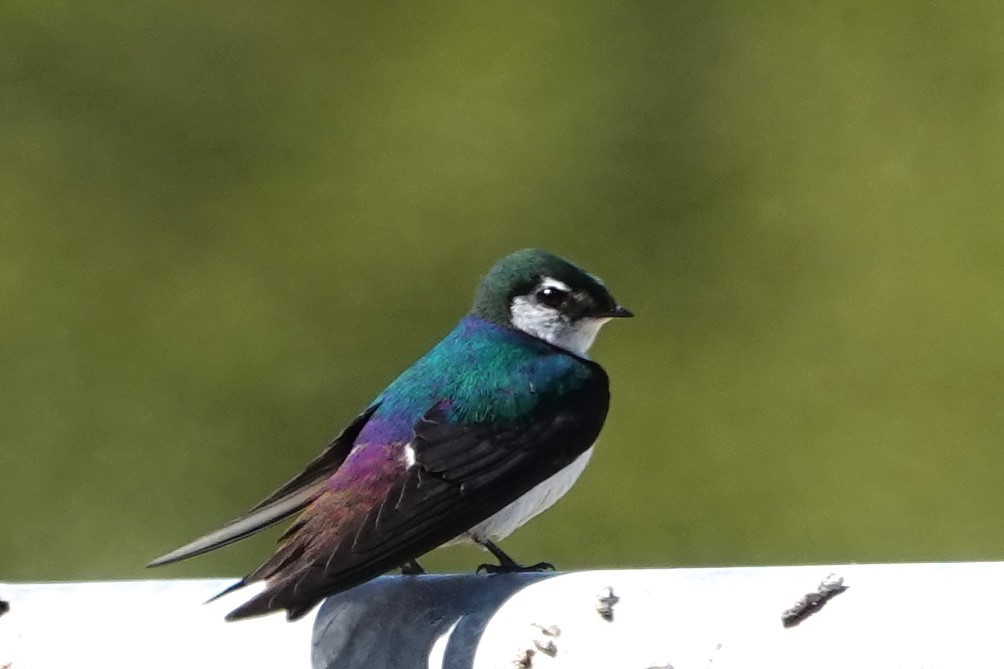 Violet-green Swallow - ML620760725