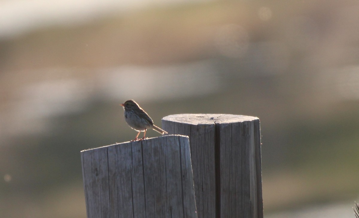 Savannah Sparrow - ML620760726