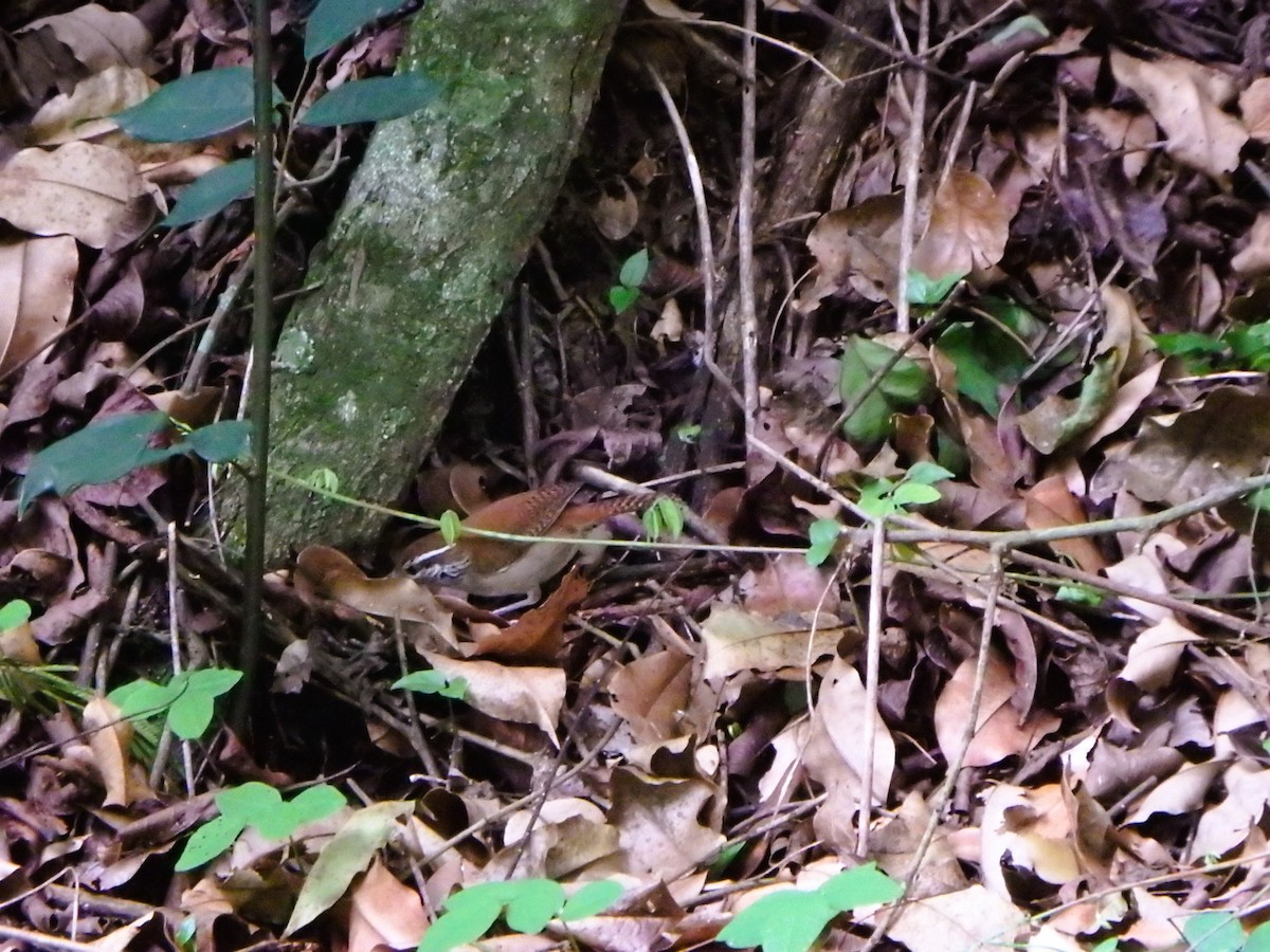 Rufous-and-white Wren - ML620760731