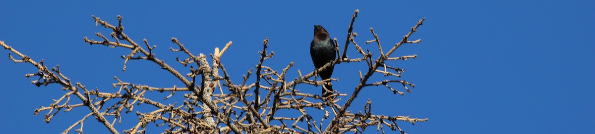 Brown-headed Cowbird - ML620760734