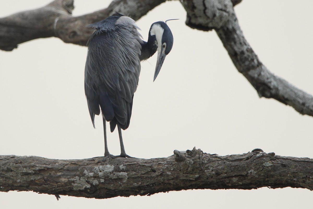 Garza Cabecinegra - ML620760735