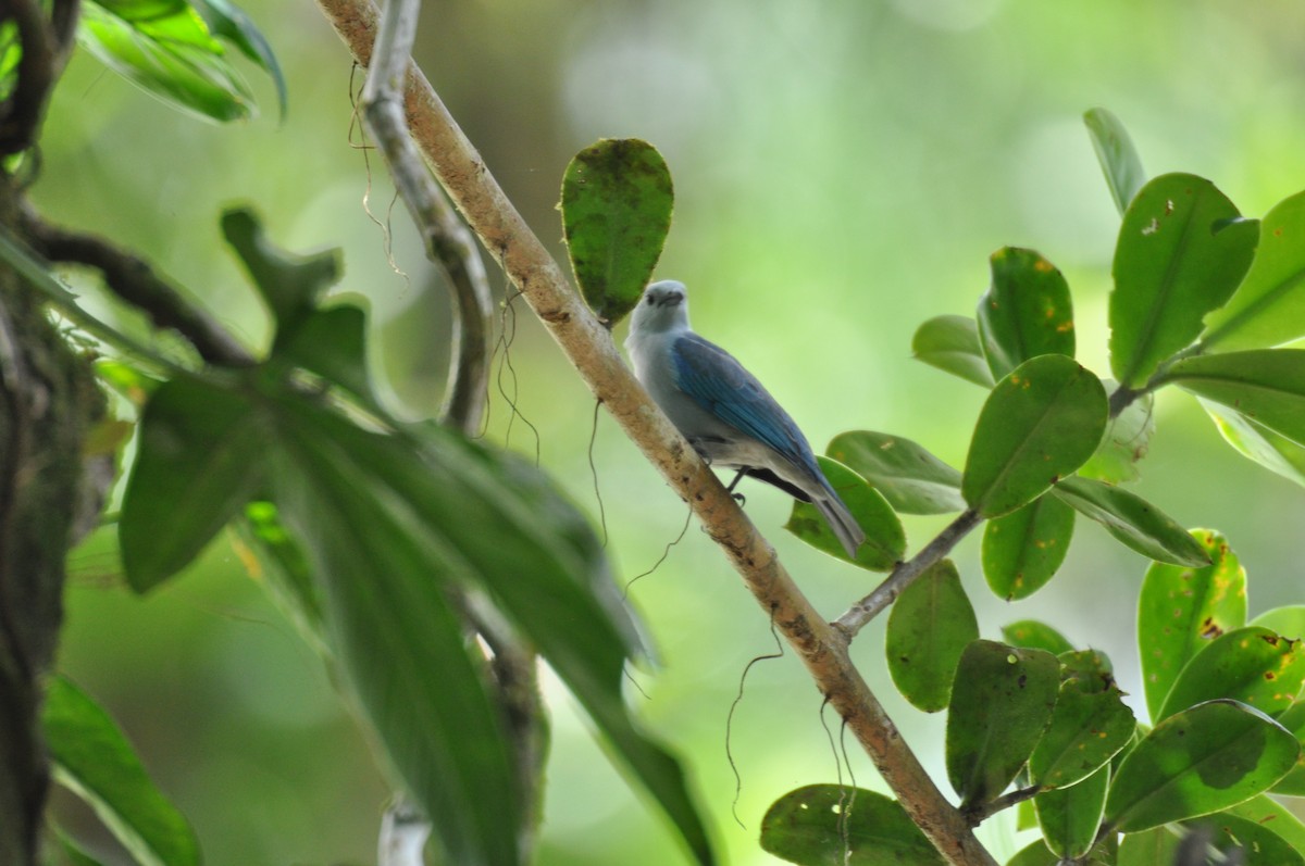 Blue-gray Tanager - ML620760738