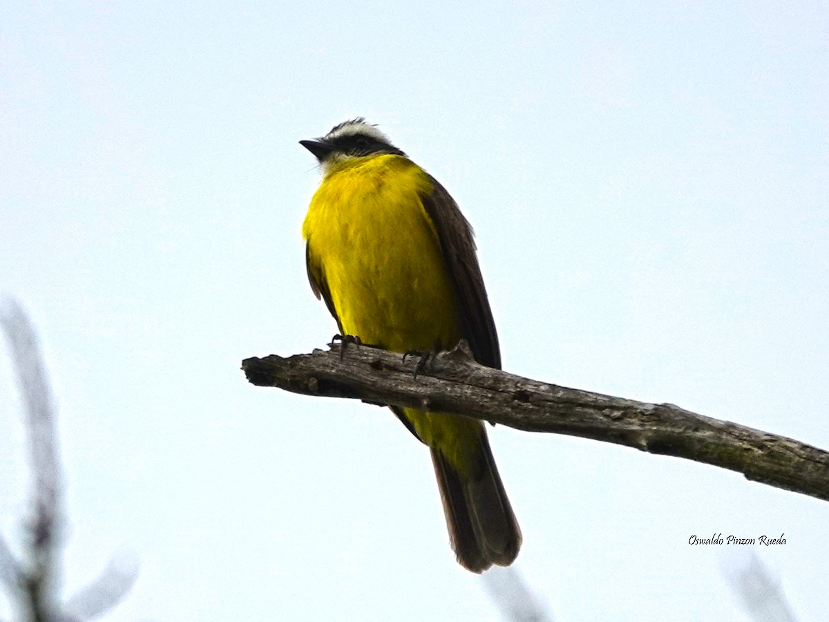 Rusty-margined Flycatcher - Oswaldo Pinzon Rueda