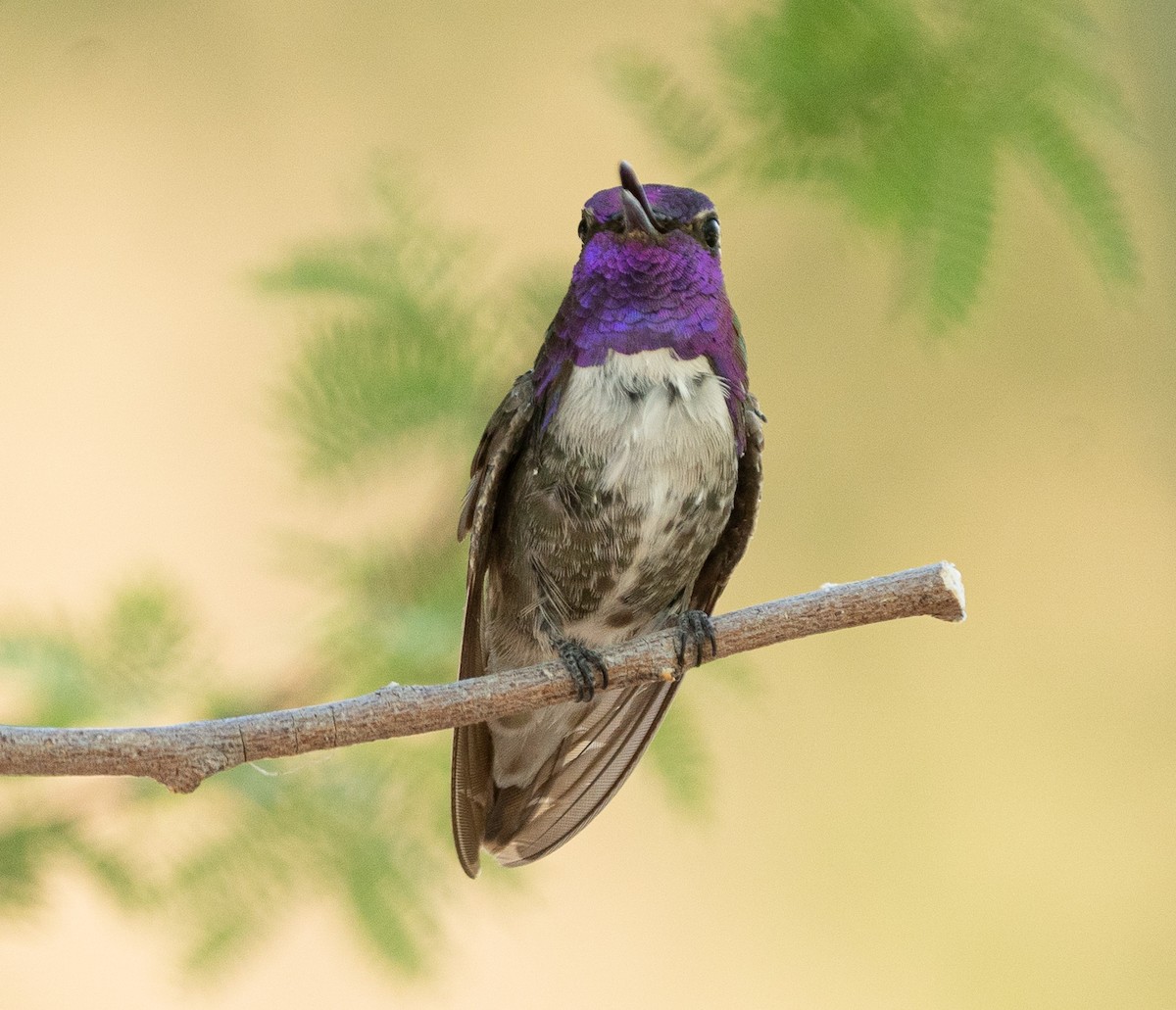 Costa's Hummingbird - ML620760743