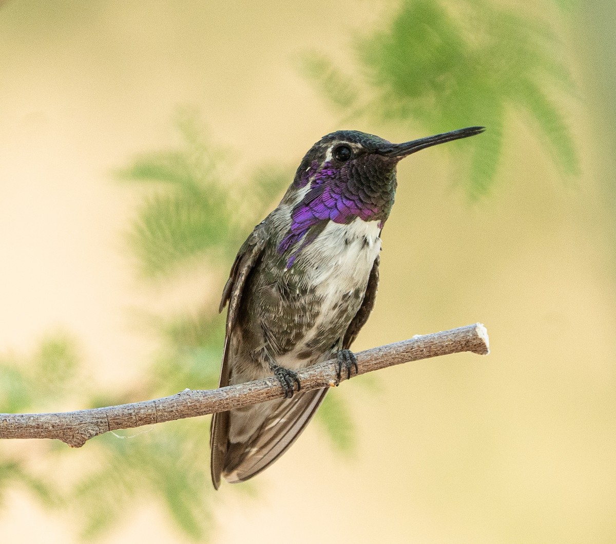 Costa's Hummingbird - ML620760744