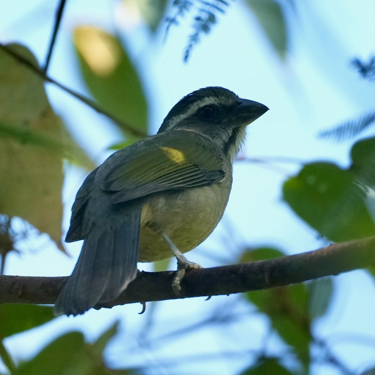 Green-winged Saltator - ML620760746