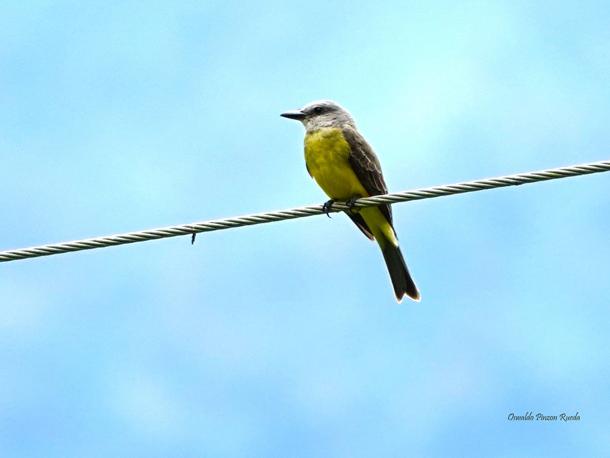 Tropical Kingbird - ML620760747