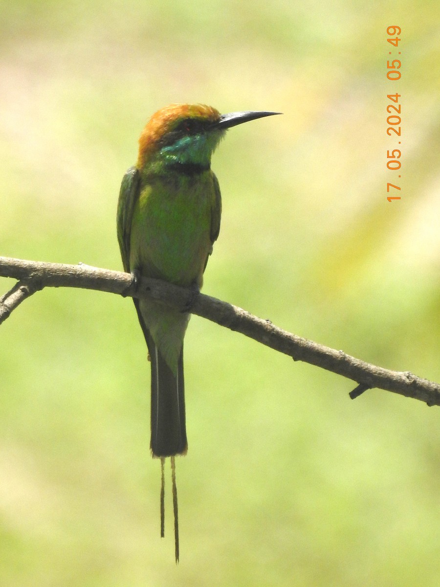 Chestnut-headed Bee-eater - ML620760748