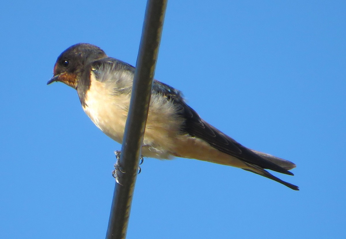 Barn Swallow - ML620760750