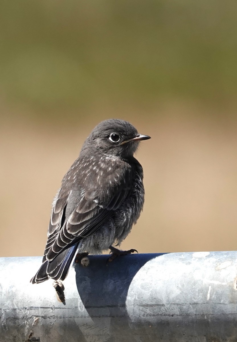 Western Bluebird - ML620760753