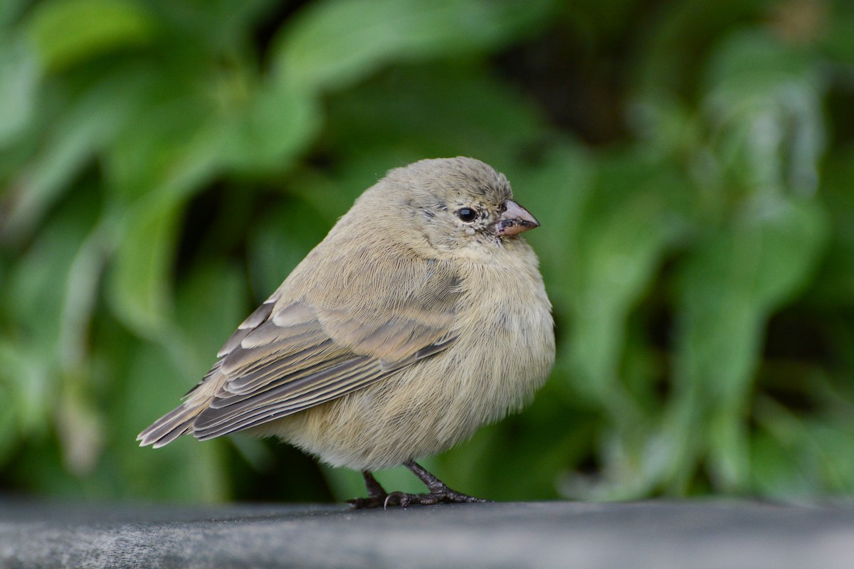 Small Tree-Finch - ML620760755