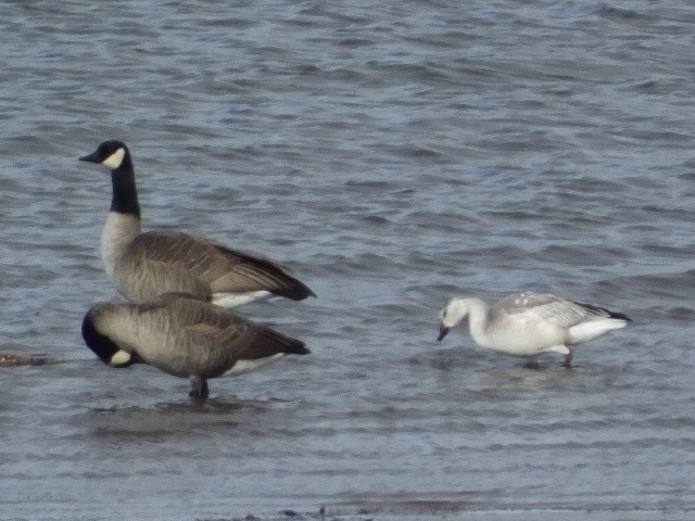 Snow Goose - ML620760756