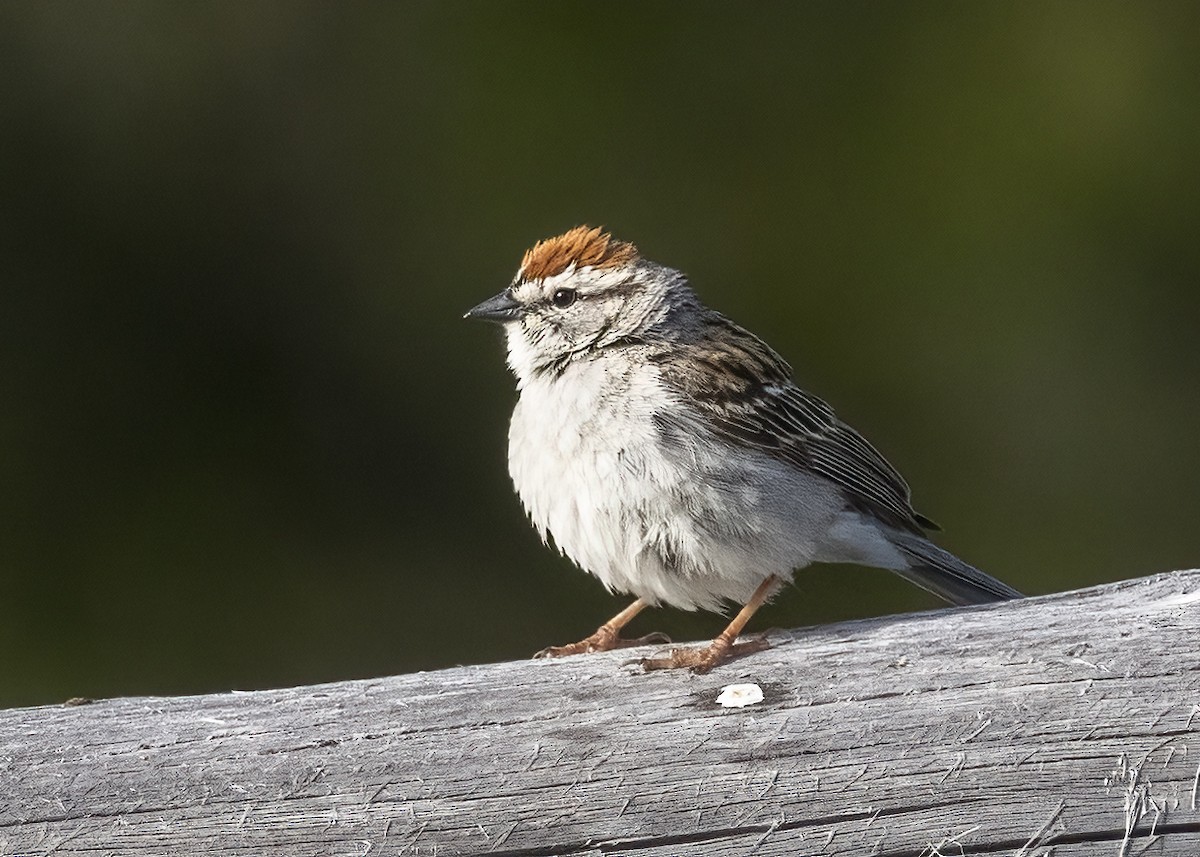 Chipping Sparrow - ML620760757