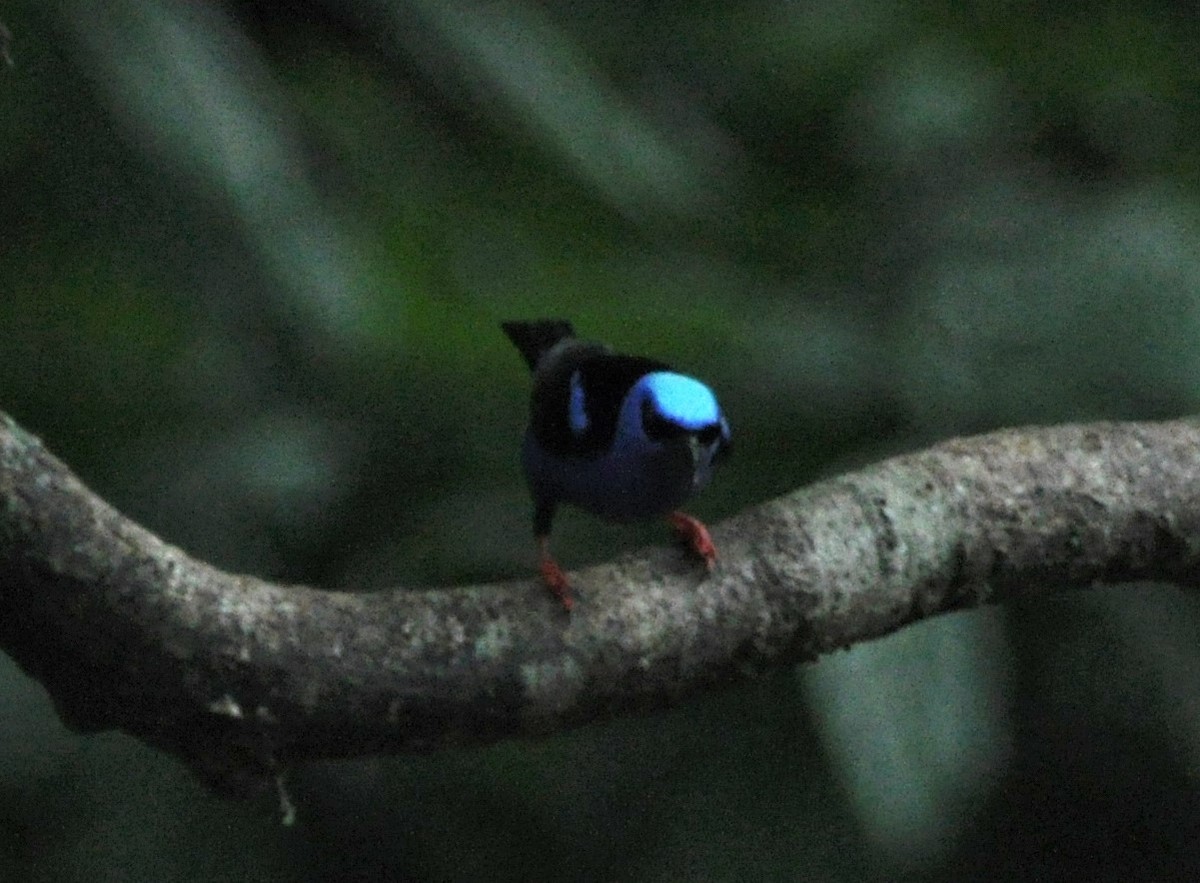 Red-legged Honeycreeper - ML620760759