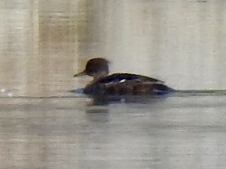 Hooded Merganser - ML620760771