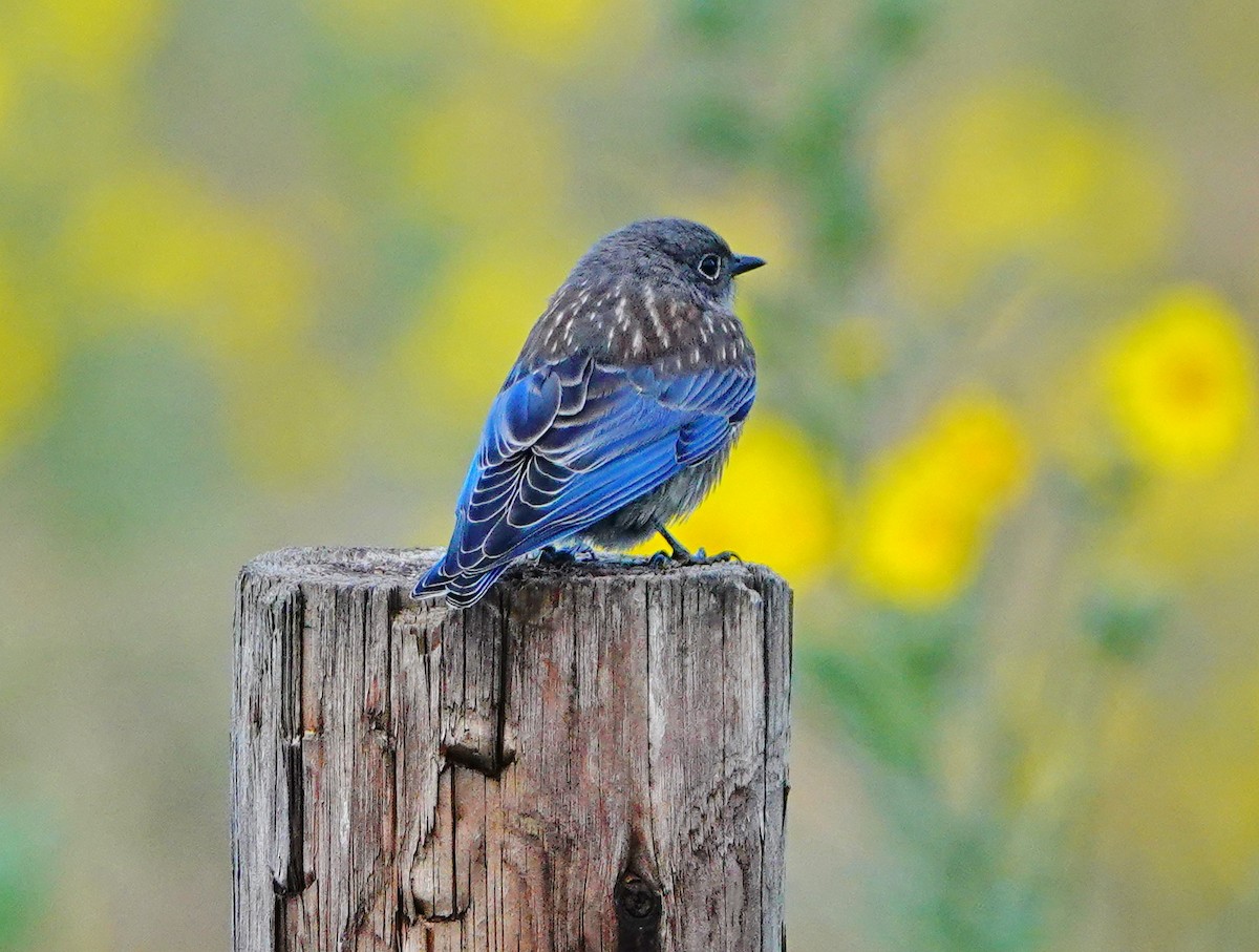 Western Bluebird - William Proebsting