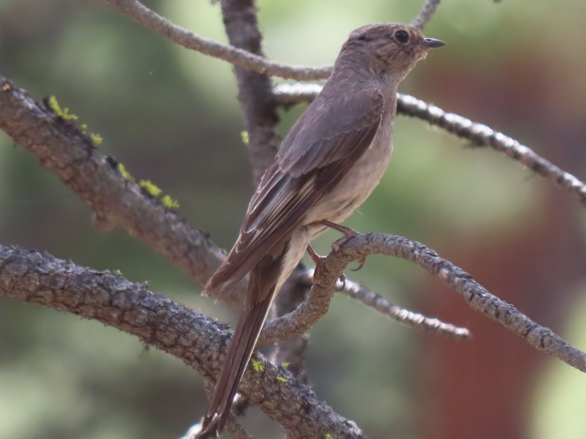 Townsend's Solitaire - ML620760784