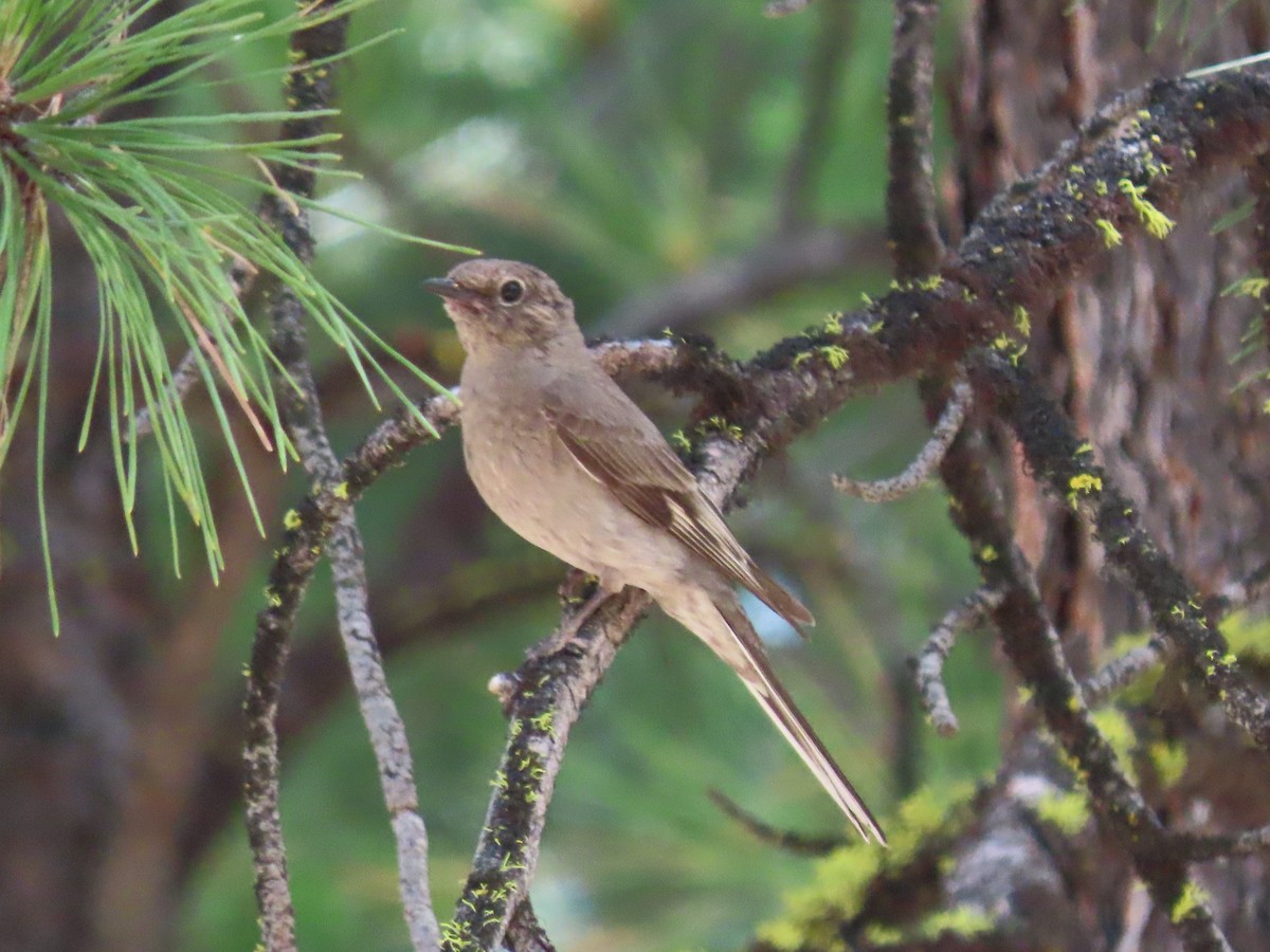 Townsend's Solitaire - ML620760785