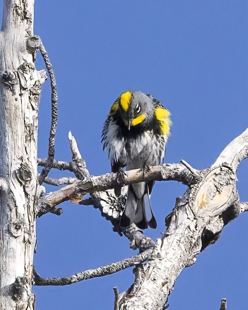 Yellow-rumped Warbler - ML620760793