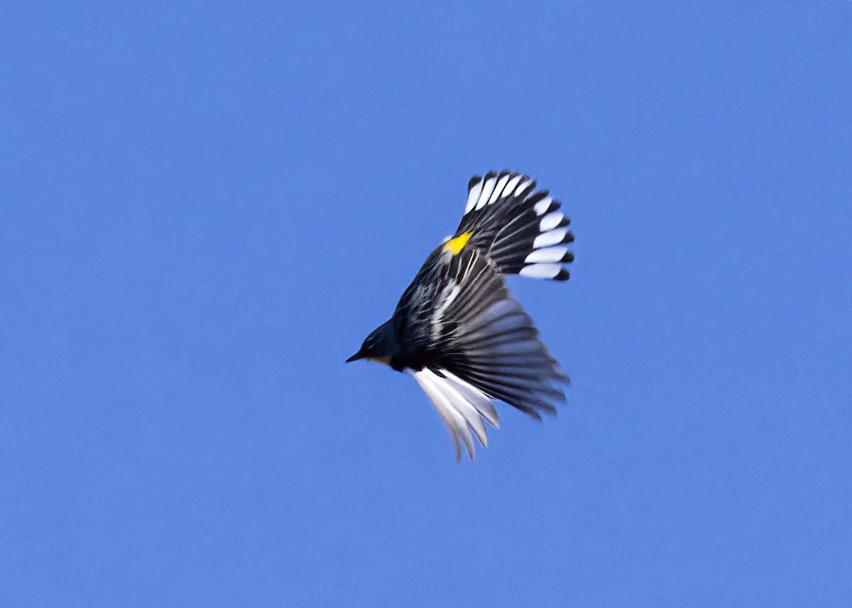 Yellow-rumped Warbler - ML620760797