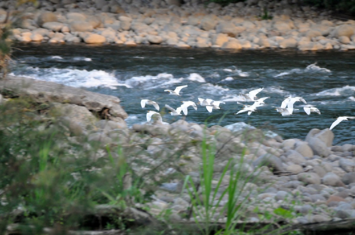 Western Cattle Egret - ML620760798