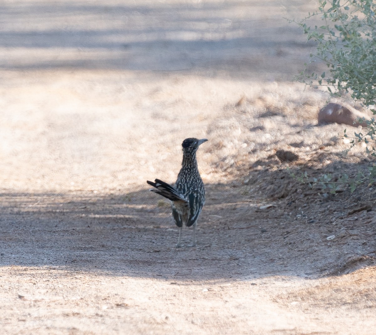 Greater Roadrunner - ML620760800